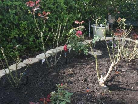 Maintaining Your Roses Pruning roses: Post pruning in late February Prune twice a year Late February Major pruning
