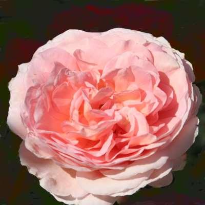 English Roses Reminiscent of Old Roses Fragrant Disease Resistant