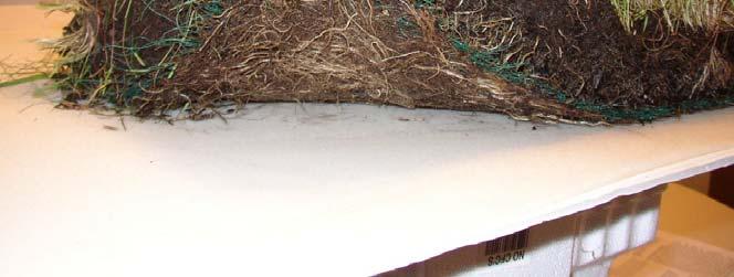 tolerance of turf Increase infiltration of water Decrease