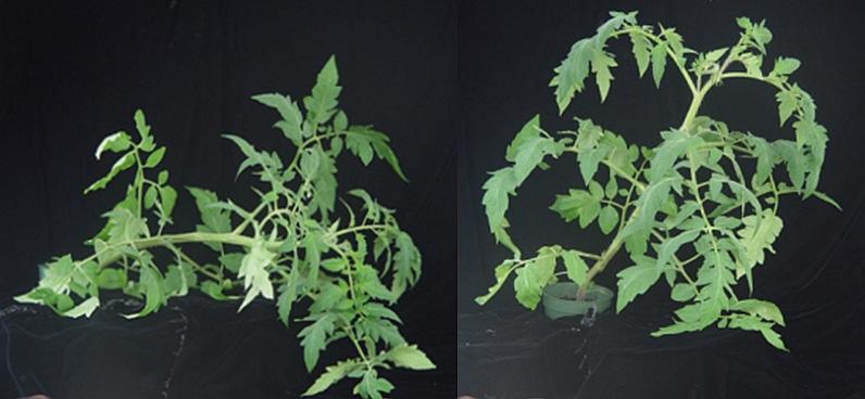 Photo 1. treatment led to stronger stems of tomato Celebrity pictured here prior to moving to the postharvest environment. plant on Left, treated plant on Right.