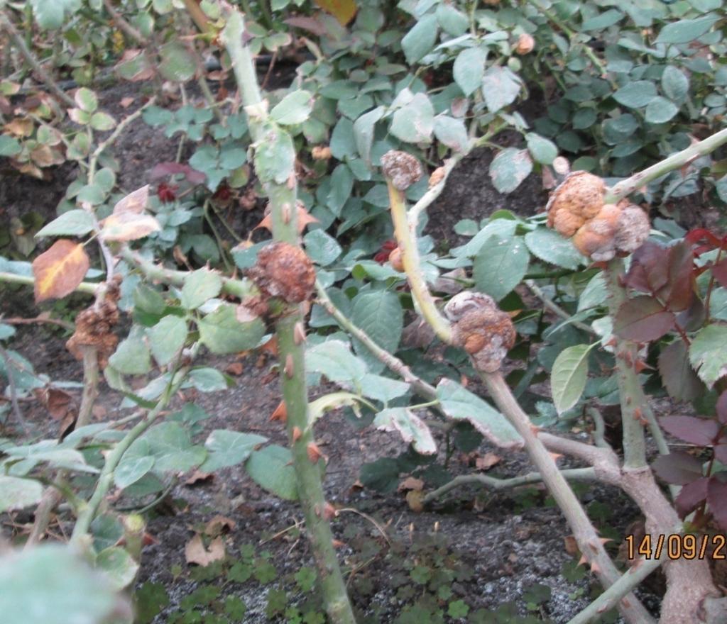 Multiple galls with one