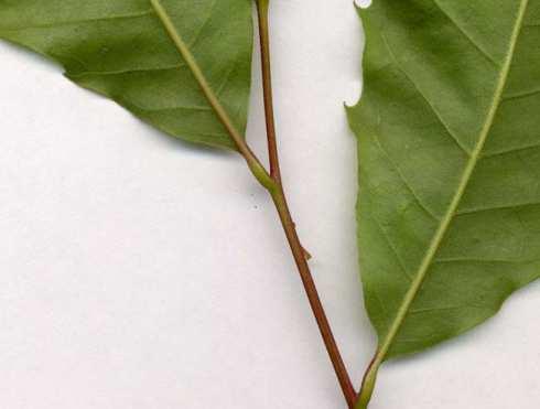 Somaclonal Variation as a Breeding Tool in American Chestnut Christie