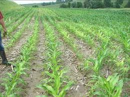 Most commonly found on high ph soils, and sandy soils. Problems are often enhanced by erosion or soil leveling.