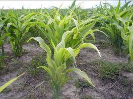 Although corn is a relatively tolerant crop to iron chlorosis, this deficiency can be found on high ph, calcareous