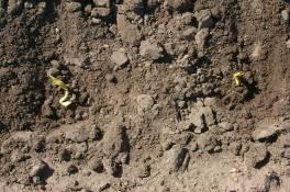 Corn seed planted too deeply. The coleoptile could not emerge through the soil surface. Surface compaction was also a problem in this case. Photo by Stu Duncan, K-State Research and Extension.