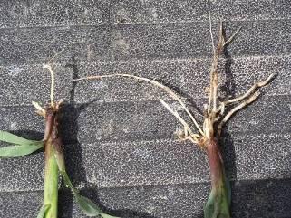 Reasons for poor nodal root development and an elevated crown include sidewall compaction, erosion after emergence but before nodal root development, and sinking of the seedbed due to pounding rains.