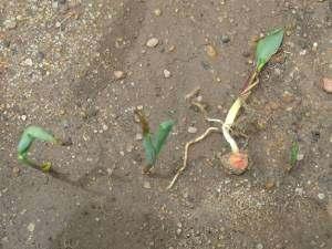 But in no-till corn, especially in high residue situations, N deficiency is common where producers haven t applied nitrogen as a starter, or broadcast a significant amount of N prior to or at