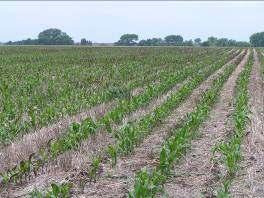 ALS herbicide carryover injury to corn. Photos by Stu Duncan, K-State Research and Extension.