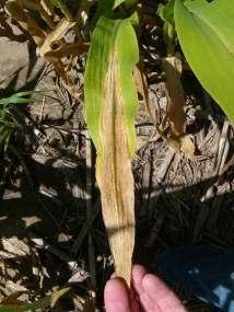 Stalks are often thin and spindly. Nitrogen deficiency symptoms in corn. * Phosphorus.