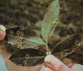 This disease is frequently seen as early as June 1 in both North Carolina and Virginia. Spots with an irregular shape can also develop on leaf petioles and plant stems.
