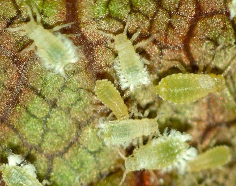 Woolly Aphid Nancy Harding, University of Maryland, is finding woolly aphids on Crataegus viridis Winter King in Bowie this week.