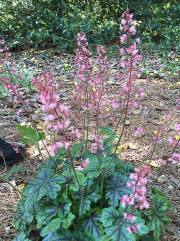 Plant of the Week By: Ginny Rosenkranz Heuchera and Tiarella are both shade loving plants that need organically rich, moist well drained soils. Both bloom in the mid to late spring.