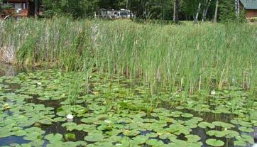 Waterlily beds often contained scattered bulrush plants, and submerged plants (Figure 17).