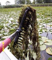 A double-headed, weighted garden rake, attached to a rope was used to survey vegetation not visible from the water surface (Figure 6).