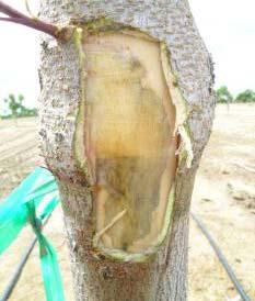 In general, we have observed in orchards planted to various rootstocks, that the greater the amount of P. integerrima heritage, the greater the susceptibility to frost damage.