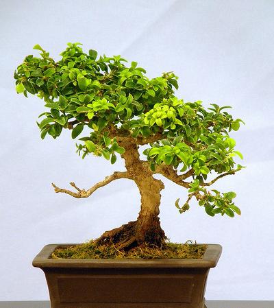 Maidenhair Tree - Ginkgo biloba 5