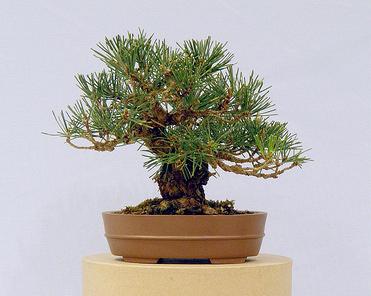 Maple - Acer buergerianum