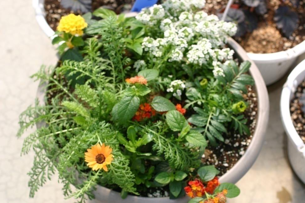 Some growers have also used habitat planters containing pollen producing plants such as Cosmos Sensation White with African marigolds and other pollen producing plants.