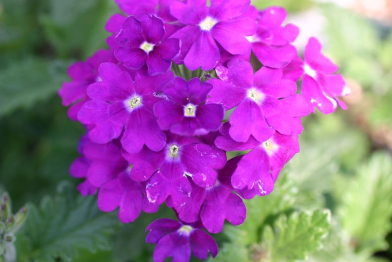 Figure 2: Thrips feeding damage to verbena. Photo by L. Pundt Biology and Life Cycle Most of the thrips in a greenhouse are females. Adult females may live for approximately 30 to 45 days.