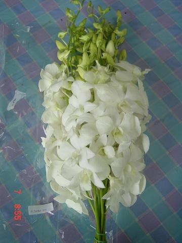 Commercial cultivation of Dendrobium orchids in india. By Bharat Bhojane, M.
