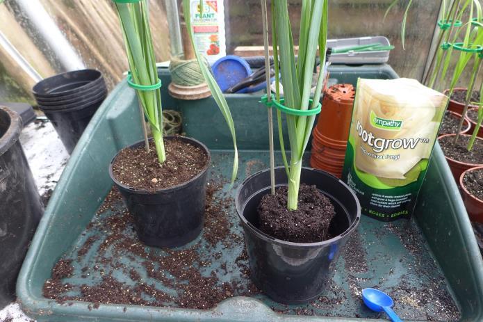 The Kelsae onions and Pendle leeks have been potted on. The mix for this is one 75 litre bag of Levington s M3. 20 litres of sterilised top soil. 1lb of dolomite lime.