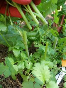 Cilantro Sow directly into garden ½ depth Third or fourth week of July 9 between rows 4 between plants