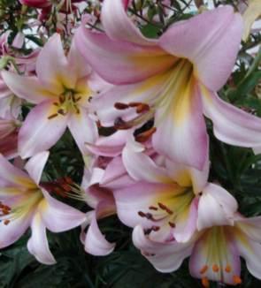 The Perfumed Trumpet Garden EXCLUSIVE Lila Fave Lila Fave Tremendously