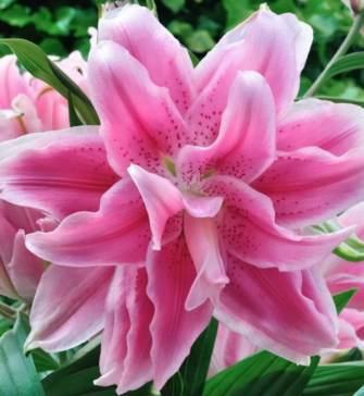 Connoisseur s s Garden Candy Club Candy Club Sweetly scented pink and white oriental