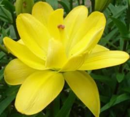Lilium auratum Commonly known as the Golden Ray lily, large blooms with wonderful