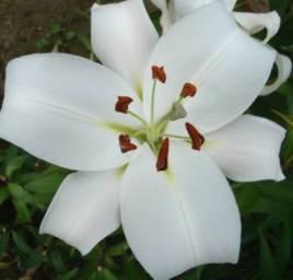 Robina One of the most popular liliums for cut flowers.