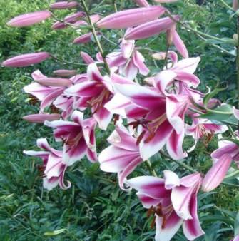The Orienpet Garden Pappo s Beauty A wonderful hybrid of Australian origin, richly coloured dark flowers, edged white,