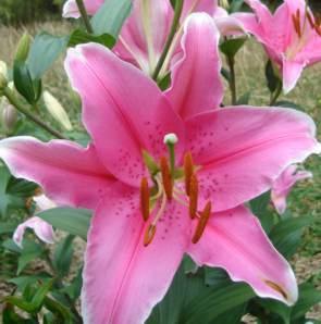 The Perfumed Garden Stargazer Lilium breeder Leslie Woodriff named it Stargazer because