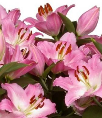 The Patio Garden Entertainer Entertainer Deliciously scented pink oriental lily with white