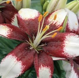 The Balcony Garden Tiny Padhye Unusual lilium, white blooms with a strong purple centre.