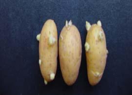 Potato seed tubers in hydroponics. Corrêa et al. manipulation of the growth conditions (i.e. alteration of the nutrient balance and/or photoperiod).