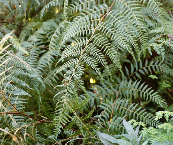 Bracken is a pioneering fern. There is a species native to New Zealand, but other species are found on every continent except Antarctica, and all environments except the desert.