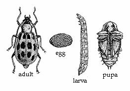 of host plants Larvae hatch in 7-10 days Larvae feed on
