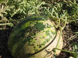 Injury to Melons Spring Adults Feed