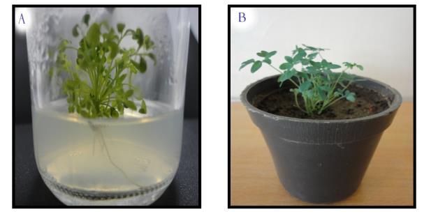 in dark condition in aspect of the total number of regenerated plants as shown in Table 2. Table 2 Regeneration of Ruta graveolens L. plants from callus grown in light or dark conditions. Media (mg.