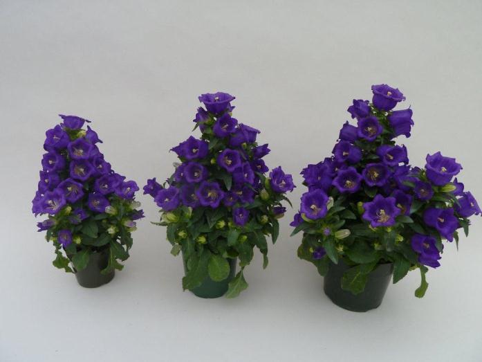 Appeal Deep Blue works in several pot sizes - no pinch 4 inch/10