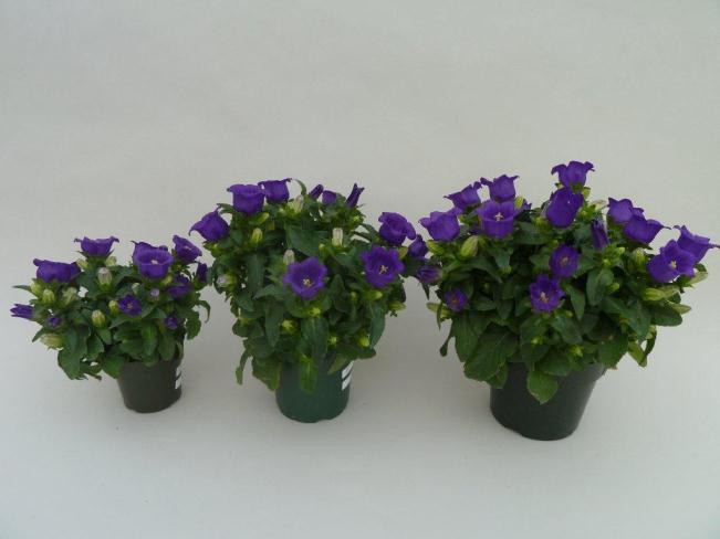 Appeal Deep Blue works in several pot sizes - pinched 4 inch/10