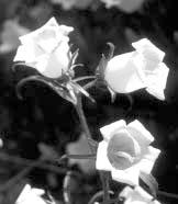 HORTSCIENCE 37(6):954 958. 2002. Postharvest Handling of Cut Campanula medium Flowers Theresa Bosma 1 and John M.