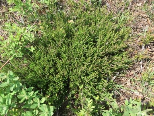 of the ground level plants would likely be outcompeted and would slowly disappear, including the regionally rare bog-rosemary, cloudberry and velvet-leaved blueberry.