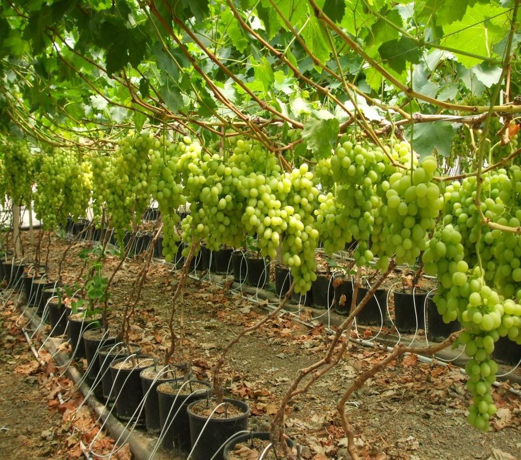 CONCLUSIONS Soilless cultivation of table grapes is innovative process, ready for the definitive transfer into real production