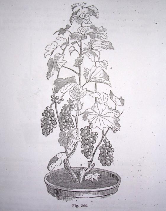 THE HYPOTHESIS OF TABLE GRAPE PRODUCTION IN POTS HAS AN OLD HISTORY - Foex G. 1891 Cours complet de viticulture ; - Ottavi O.