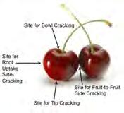 Two Types of Cherry Cracking Type 1: Rain on Skin Cracking at the tip (stylar end) or bowl (stem end) due to long fruit contact with rainwater.