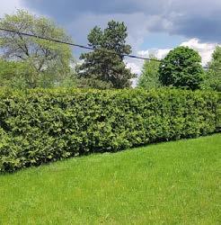 A GREEN INFRASTRUCTURE GUIDE FOR SMALL CITIES, TOWNS AND RURAL COMMUNITIES 8 HEDGEROW Hedgerows are rows of trees, shrubs and/or vines along roads, and between fields and residential lots.