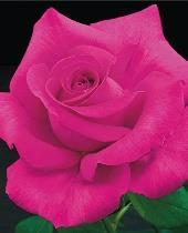 Bush Roses: Traditional Hybrid Tea Roses, Grandiflora, and Floribunda roses for