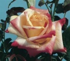 Big Momma Hybrid Tea 2013 Huge pink blooms are highly fragrant, and makes a great