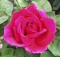 Broadway Hybrid Tea 1986 Created in Southern California, this jumbo sized rose is